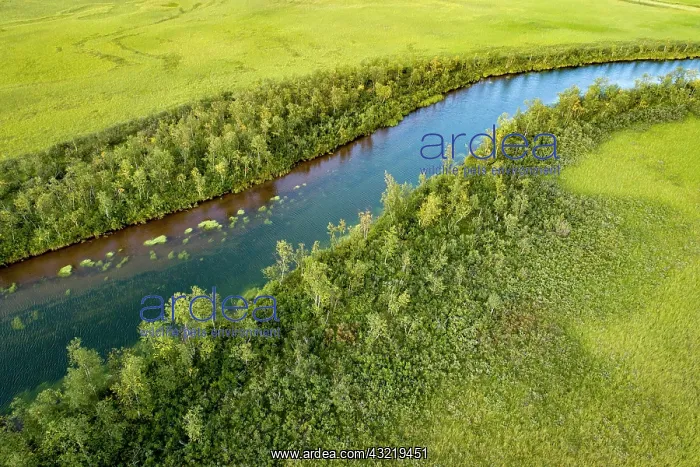 : Turquoise river flowing through lush green swamp : Turquoise river flowing through lush green swamp