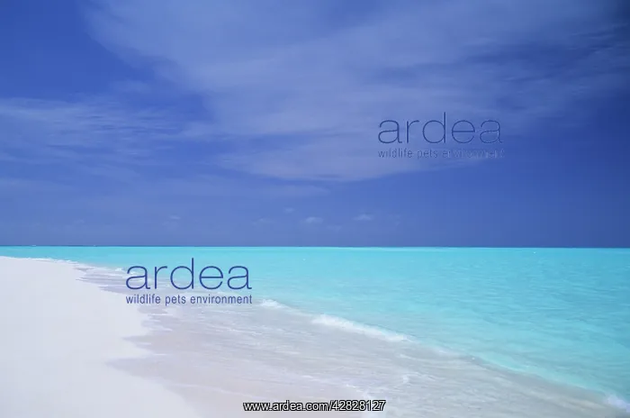 : Turquoise Sea - Blue Sky and White Sand : Turquoise Sea - Blue Sky and White Sand