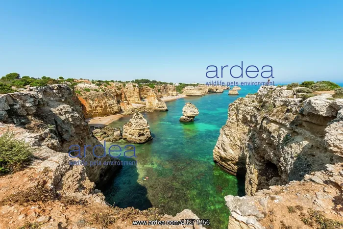 : Turquoise sea, steep coast, Praia da Marinha beach : Turquoise sea, steep coast, Praia da Marinha beach