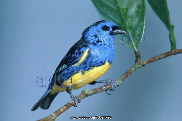 : Turquoise Tanager : Turquoise Tanager