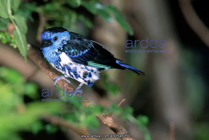 : Turquoise Tanager : Turquoise Tanager