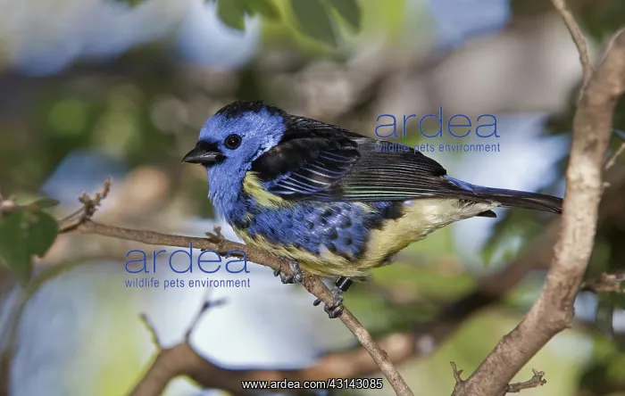 : Turquoise Tanager : Turquoise Tanager