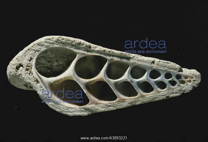 : Turritella Fossil : Turritella Fossil