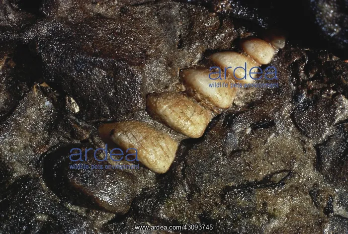 : Turritella Fossil : Turritella Fossil