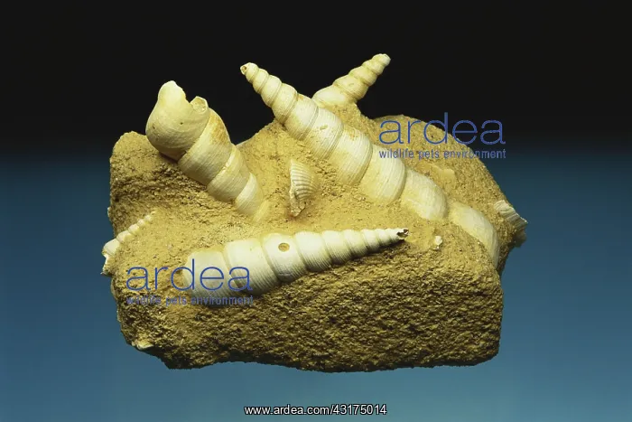  : Turritella Fossils