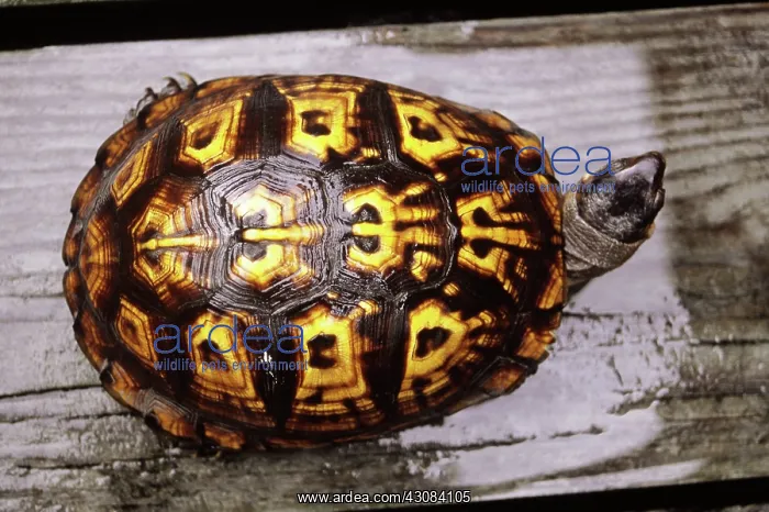 : Turtle. Eastern box turtle (Terrapine carolina carolina) in Sneads Ferry, North Carolina : Turtle. Eastern box turtle (Terrapine carolina carolina) in Sneads Ferry, North Carolina
