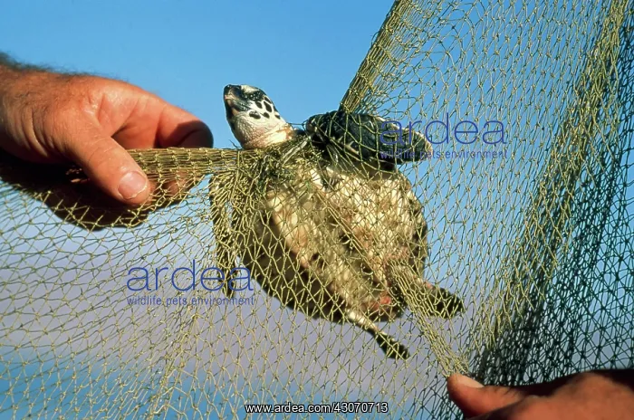 : Turtle Caught in Net : Turtle Caught in Net