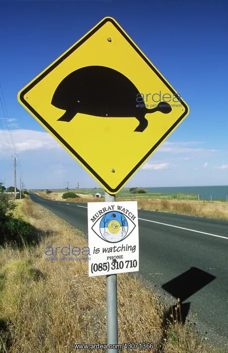 : Turtle Crossing Sign, Australia : Turtle Crossing Sign, Australia