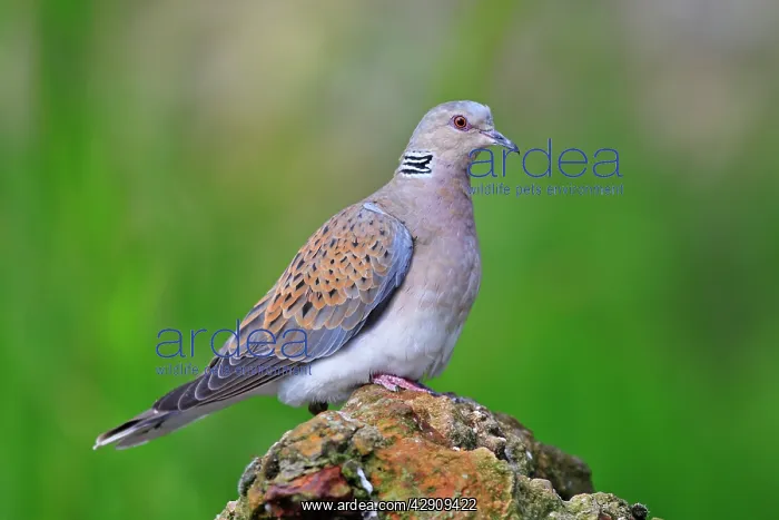 : Turtle Dove : Turtle Dove