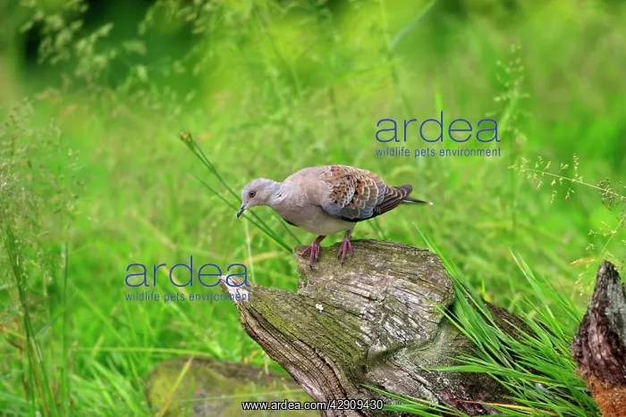: Turtle Dove : Turtle Dove