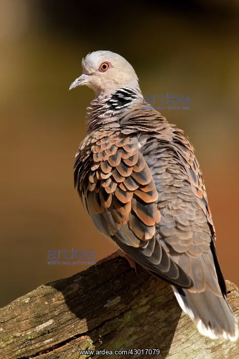  : Turtle Dove