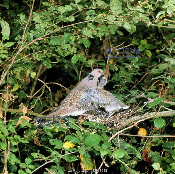 : TURTLE DOVE - adult feeding chick / young at nest : TURTLE DOVE - adult feeding chick / young at nest