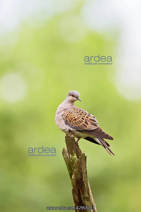  : Turtle Dove - on dead branch - Bedfordshire UK