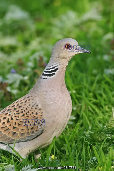 : Turtle Dove - Feeding in meadow close up side view : Turtle Dove - Feeding in meadow close up side view