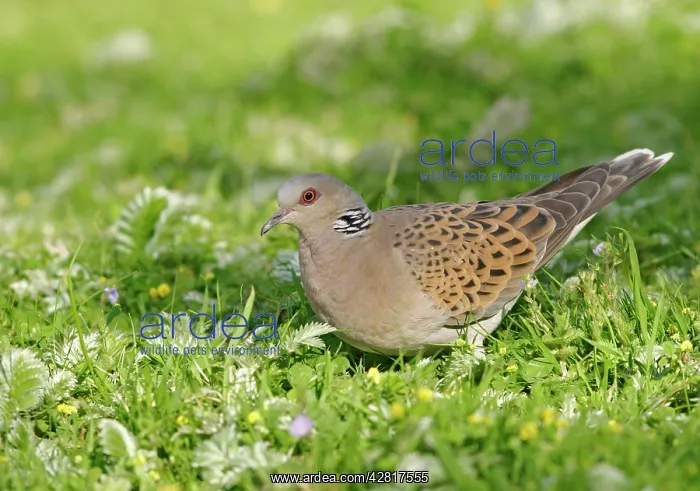 : Turtle Dove - Feeding in meadow side view : Turtle Dove - Feeding in meadow side view