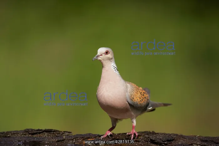 : Turtle Dove - At forest pool : Turtle Dove - At forest pool