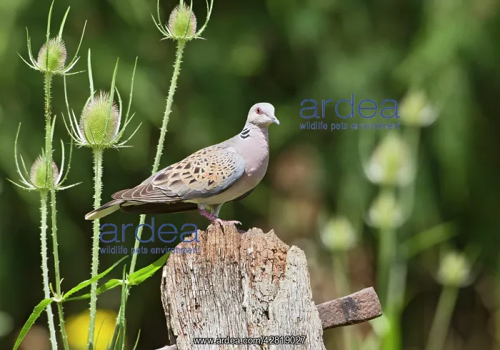 : Turtle Dove - on gate post : Turtle Dove - on gate post