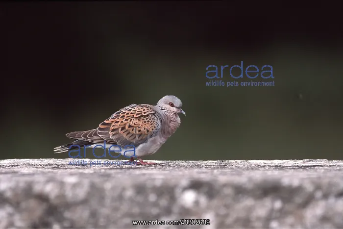 : TURTLE DOVE - on ground : TURTLE DOVE - on ground