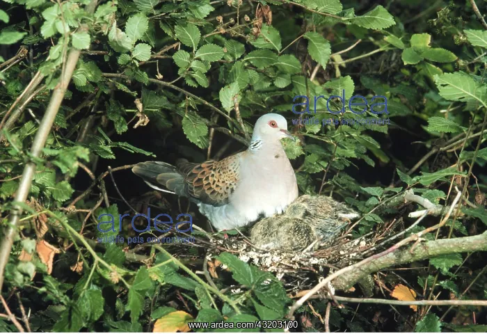: TURTLE DOVE - at nest and chicks : TURTLE DOVE - at nest and chicks