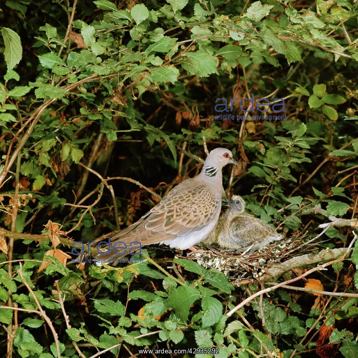 : Turtle DOVE - at nest with young : Turtle DOVE - at nest with young