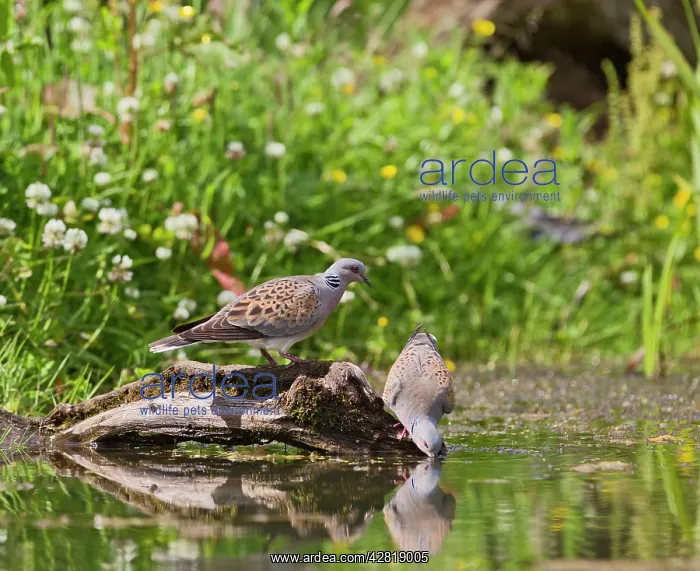 : Turtle Dove - pair drinking at pond : Turtle Dove - pair drinking at pond