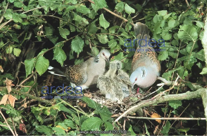 : TURTLE DOVE - pair at nest and chicks x two : TURTLE DOVE - pair at nest and chicks x two