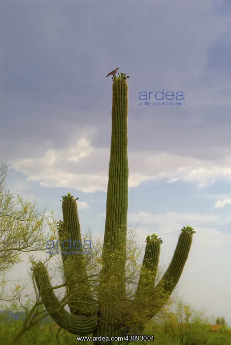 : Turtle Dove on Saguaro Cactus : Turtle Dove on Saguaro Cactus