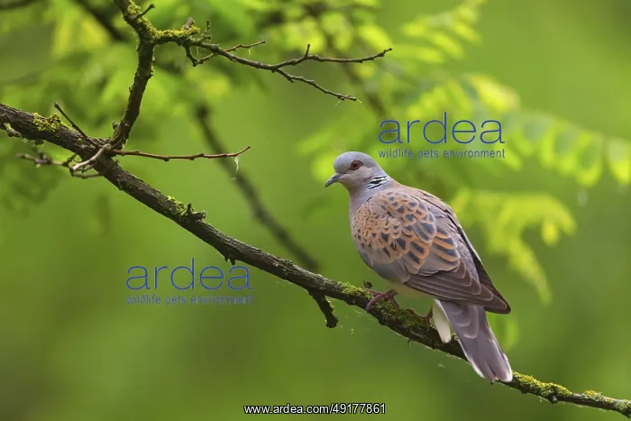 : Turtle Dove, (Streptopelia turtur) : Turtle Dove, (Streptopelia turtur)