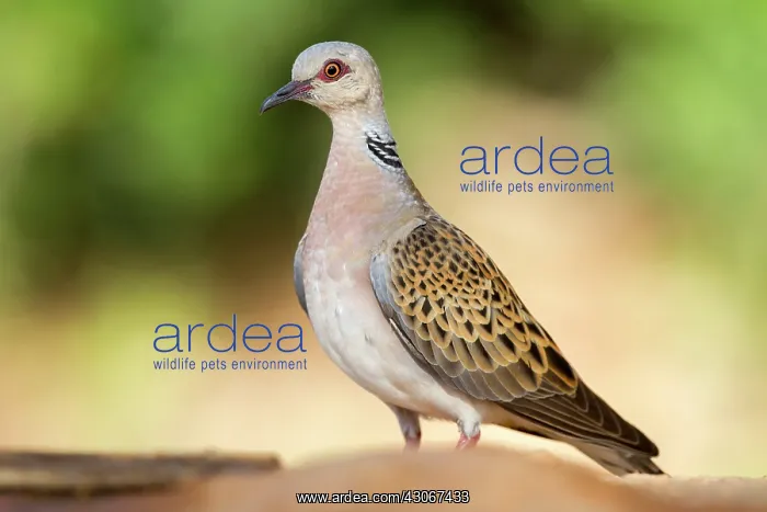 : Turtle Dove (Streptopelia turtur), Denia, Alicante : Turtle Dove (Streptopelia turtur), Denia, Alicante