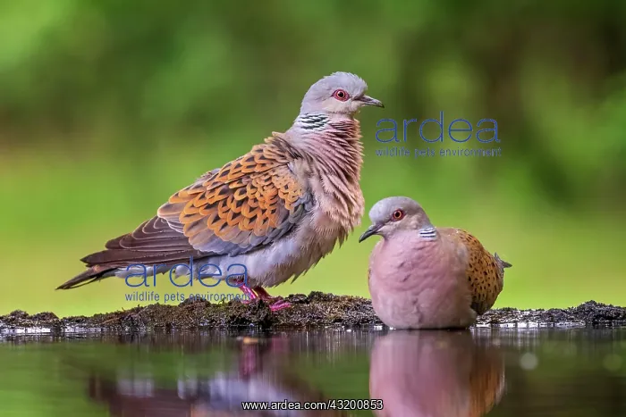 : Turtle dove (Streptopelia turtur) Pair at a waterhole