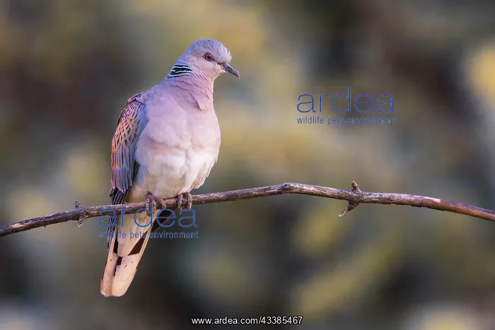 : Turtle dove (Streptopelia turtur) sitting on branch : Turtle dove (Streptopelia turtur) sitting on branch