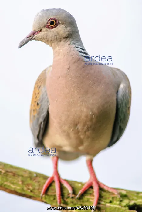 : Turtle dove (Streptopelia turtur) sitting on a branch : Turtle dove (Streptopelia turtur) sitting on a branch
