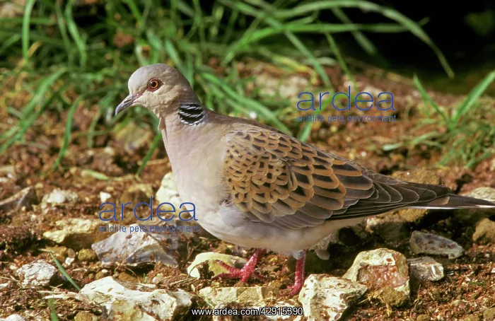 : Turtle DOVE - side view : Turtle DOVE - side view