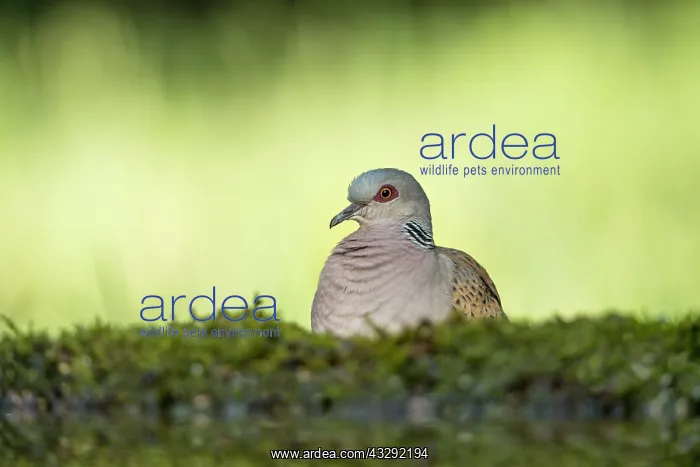 : Turtle Dove - Water - Hungary : Turtle Dove - Water - Hungary