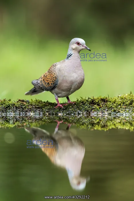 : Turtle Dove - Water - Hungary : Turtle Dove - Water - Hungary