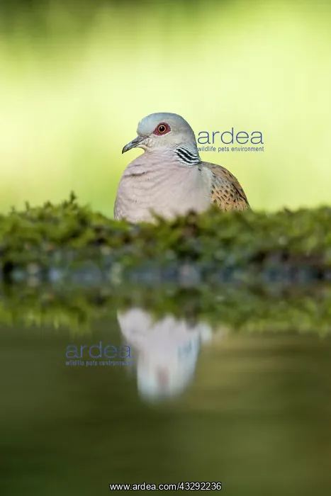 : Turtle Dove - Water - Hungary : Turtle Dove - Water - Hungary