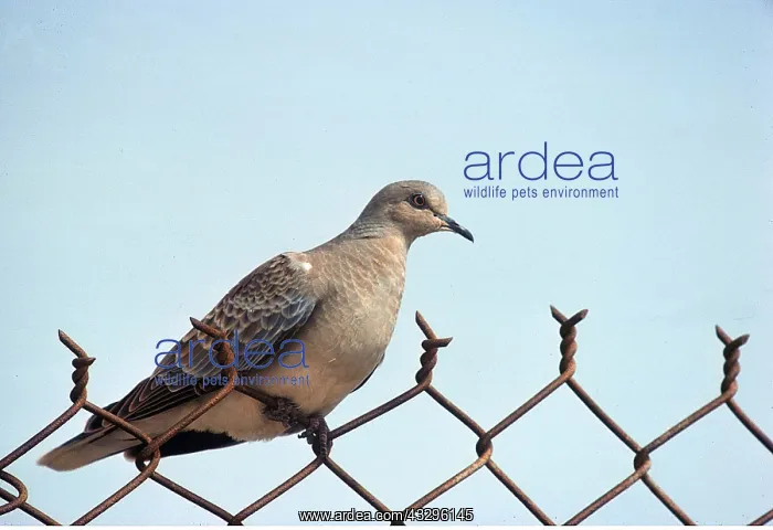  : TURTLE DOVE - on wire fence