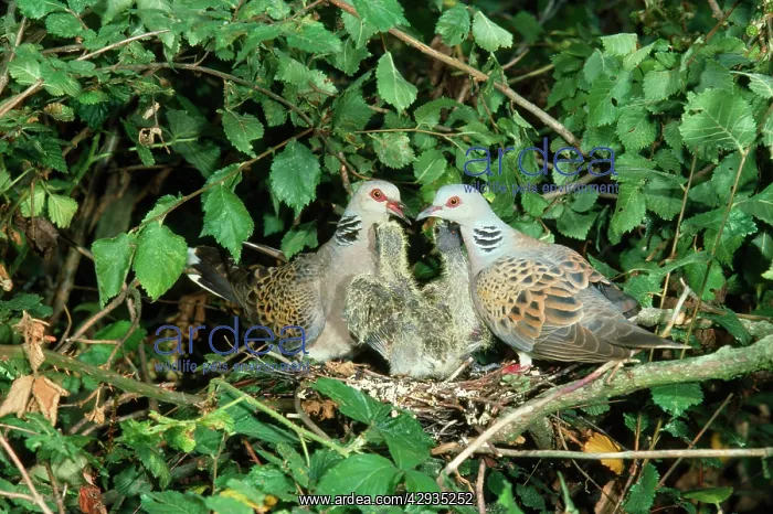 : TURTLE DOVES - adults and young at nest : TURTLE DOVES - adults and young at nest