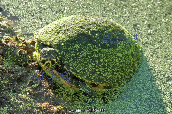 : Turtle in Duckweed : Turtle in Duckweed
