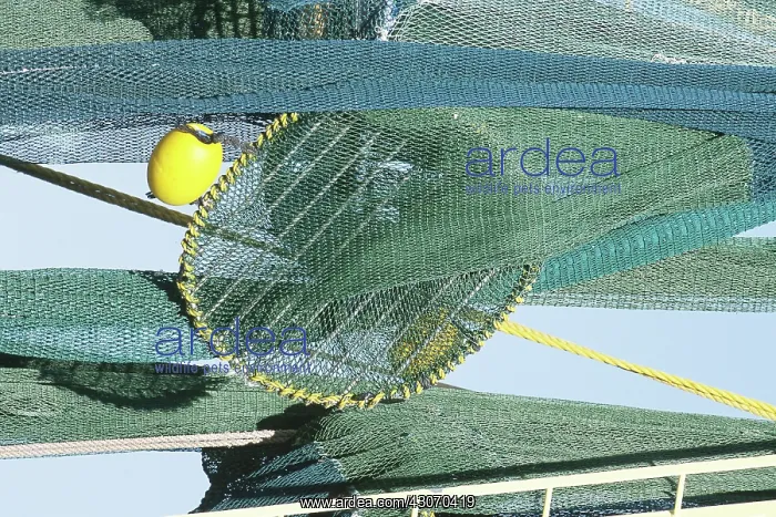 : Turtle Excluder Device (TED) : Turtle Excluder Device (TED)