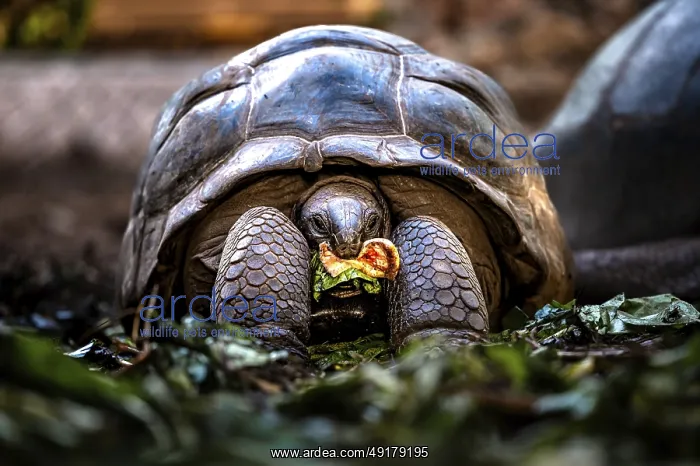 : Turtle with food in its mouth in its natural environment : Turtle with food in its mouth in its natural environment