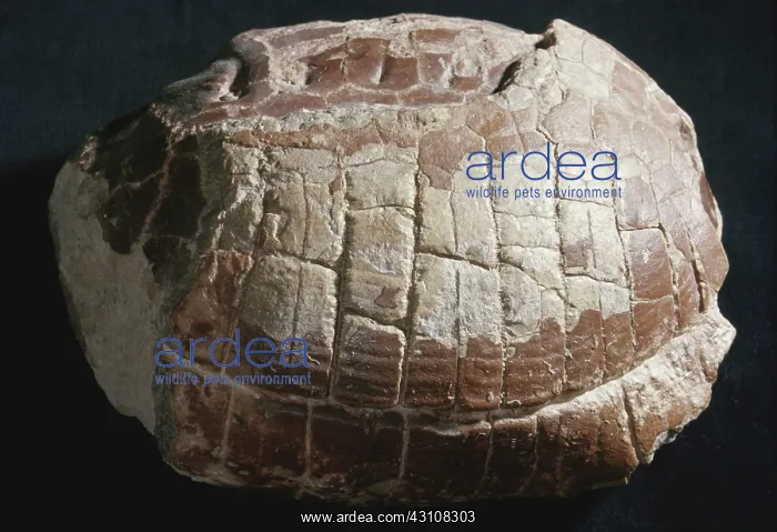 : Turtle Fossil : Turtle Fossil