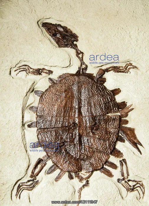 : Turtle Fossil : Turtle Fossil