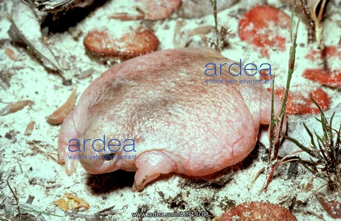 : Turtle frog AustraliaIs only frog food specialist : Turtle frog AustraliaIs only frog food specialist