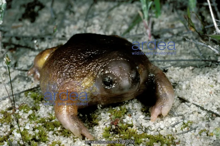 : Turtle frog - AustraliaIs only frog food specialist : Turtle frog - AustraliaIs only frog food specialist