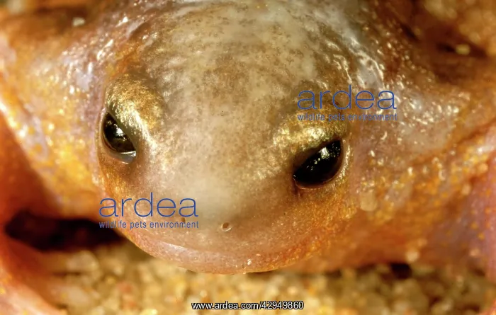 : Turtle frog - AustraliaIs only frog food specialist : Turtle frog - AustraliaIs only frog food specialist