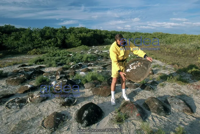: Turtle Graveyard : Turtle Graveyard