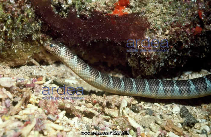 : Turtle-headed Sea Snake : Turtle-headed Sea Snake