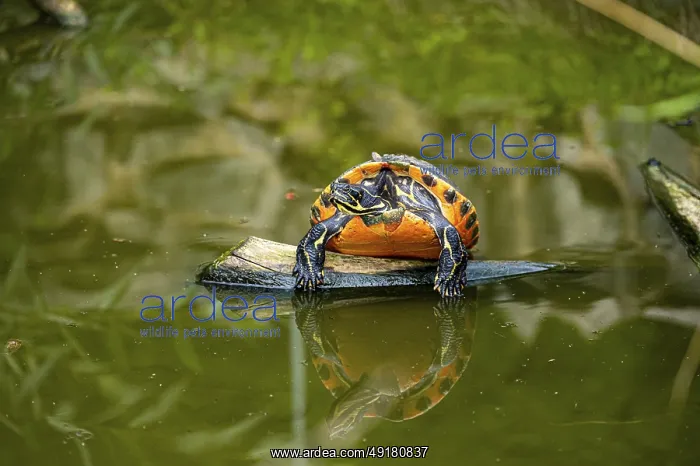 : A turtle (Testudines) resting on a rock in the water : A turtle (Testudines) resting on a rock in the water