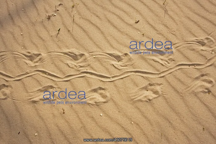: Turtle Tracks : Turtle Tracks